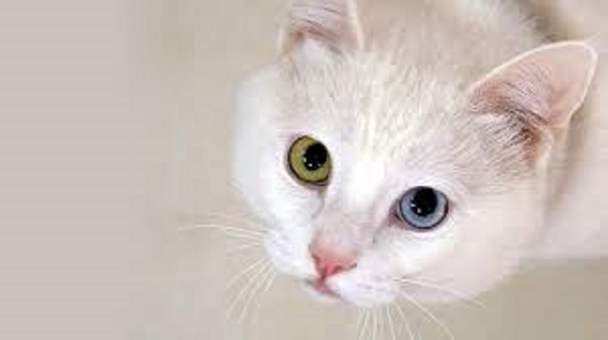 Rüyada Kedi Görmek Ne Anlamına Geliyor ? Rüyada Kedi Görmek