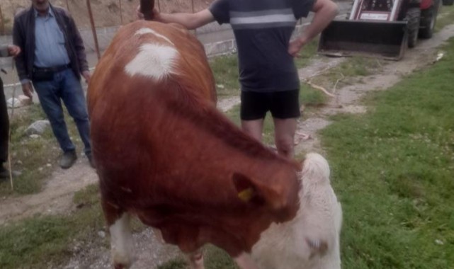 Kanala düşen ineği kurtarmak için seferber oldular;
