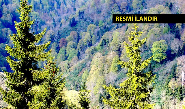2023 YILI SİLVİKÜLTÜREL FAALİYETLERİN TEKNİK UYGULAMA, DENETİM VE KONTROLÜ DANIŞMANLIK HİZMET ALIMI;
