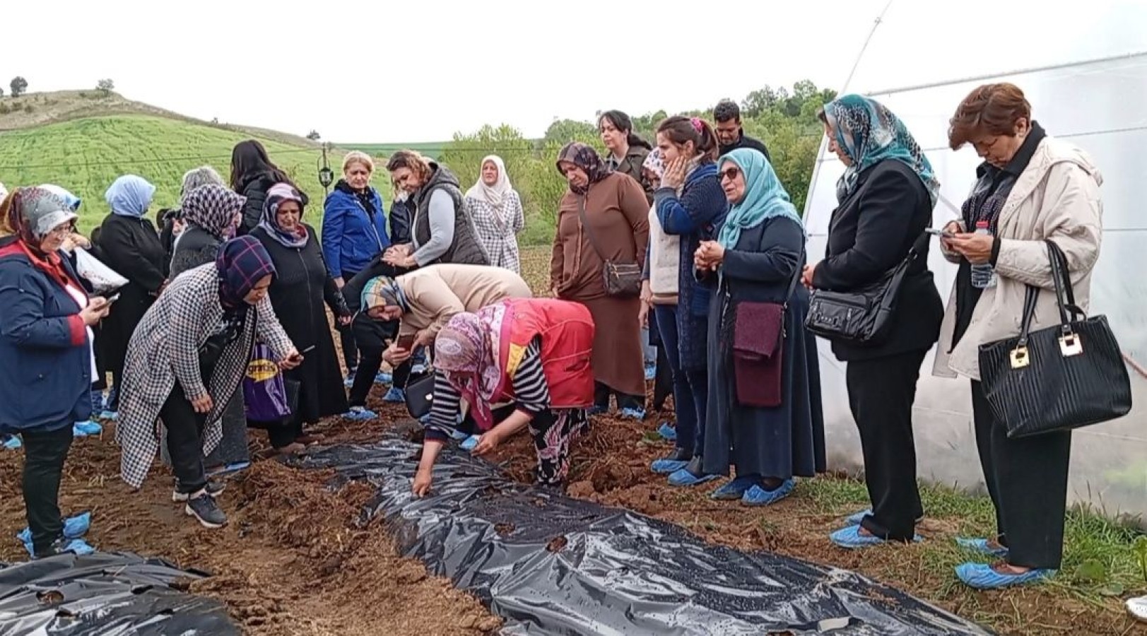 Bu çilek fideleri çok 'özel';