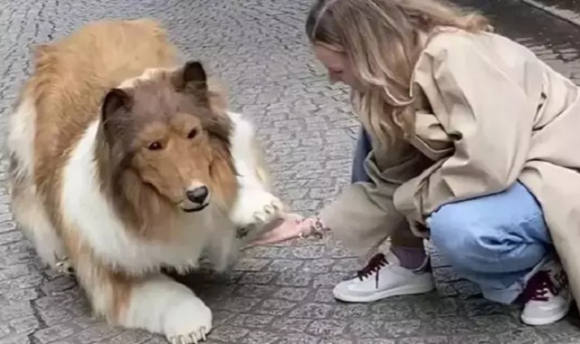 En büyük hayali köpek olmaktı! oldu;