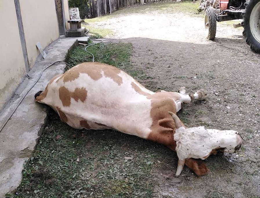 Elektrik akımına kapıldı;
