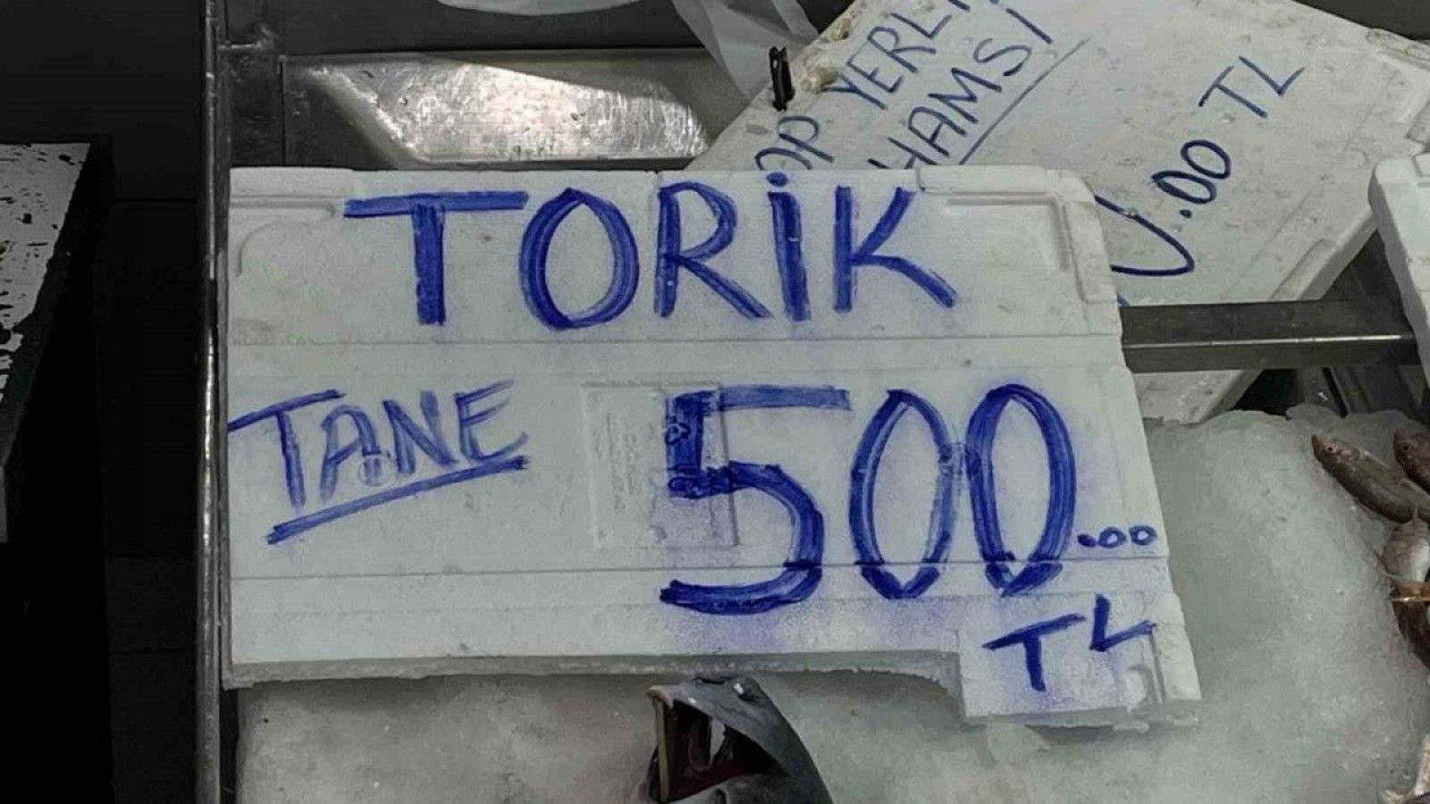 3 ve 5 kilo arası torikler 500 TL'den satılıyor