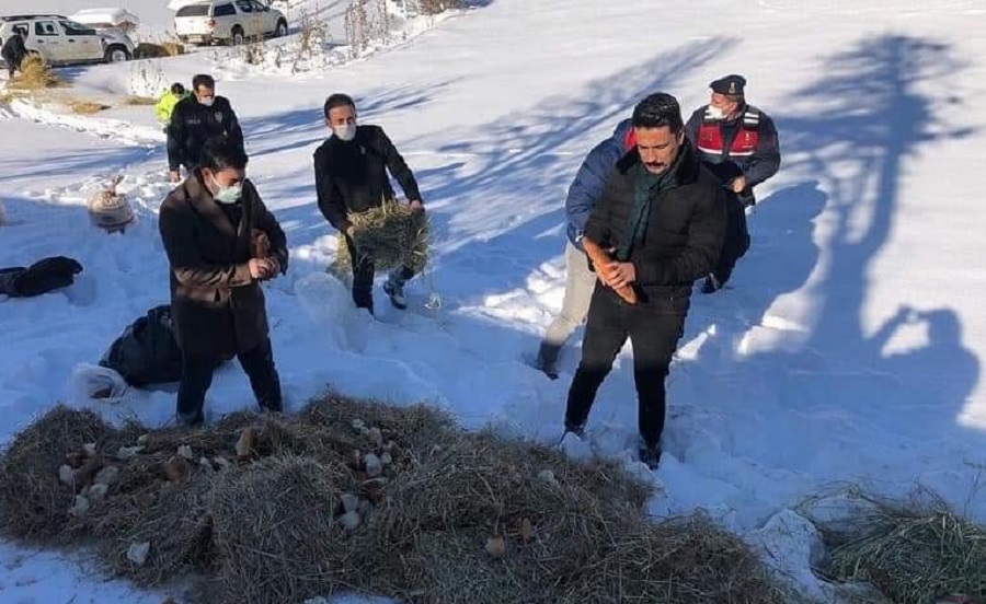 Daday'da yaban hayvanlarına yem bırakıldı;