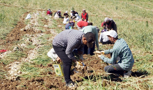 Sarımsak hasadı başladı, ‘kene’ vakaları arttı